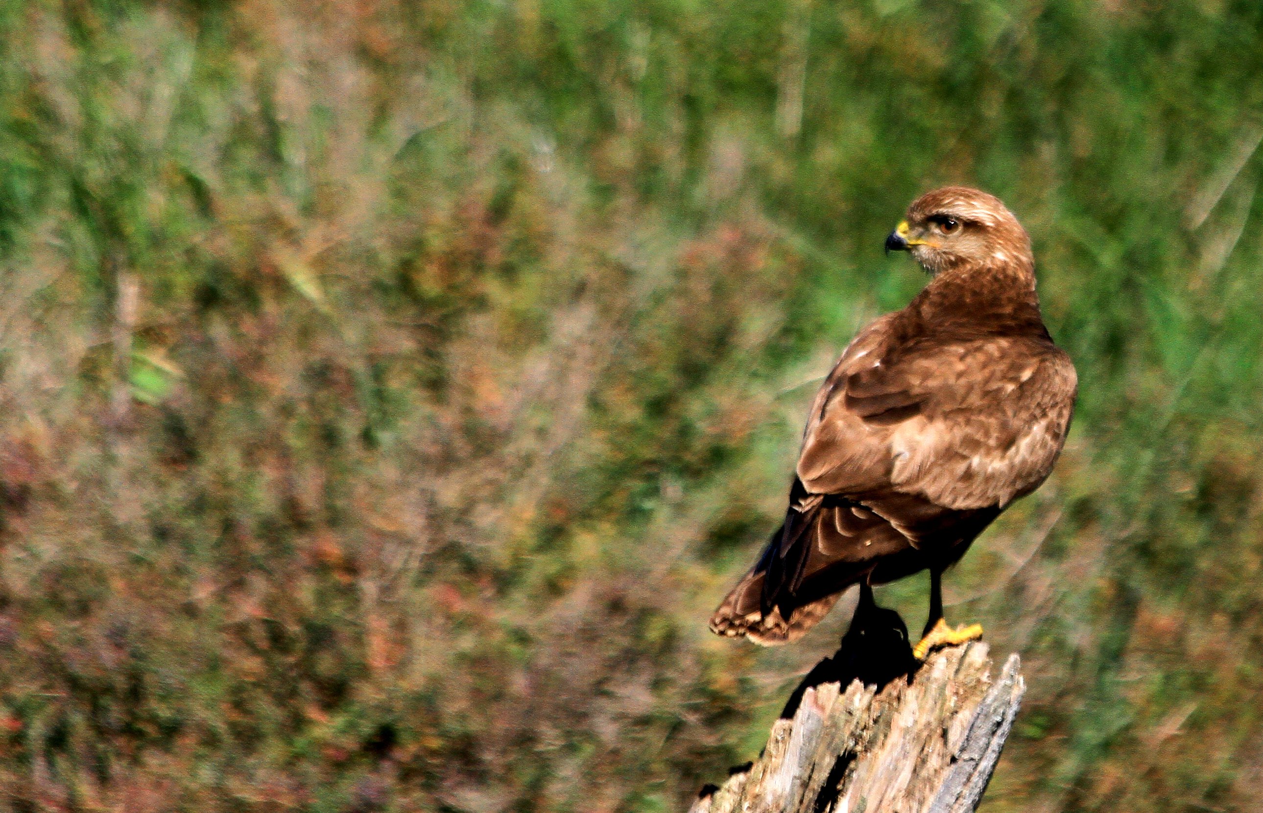 Buzzard in the post looking back