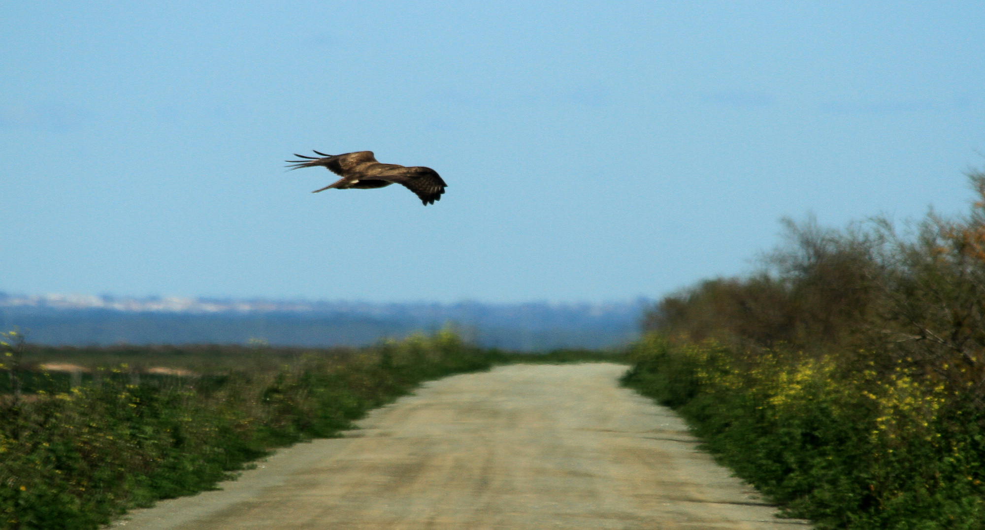 Buzzard on the road