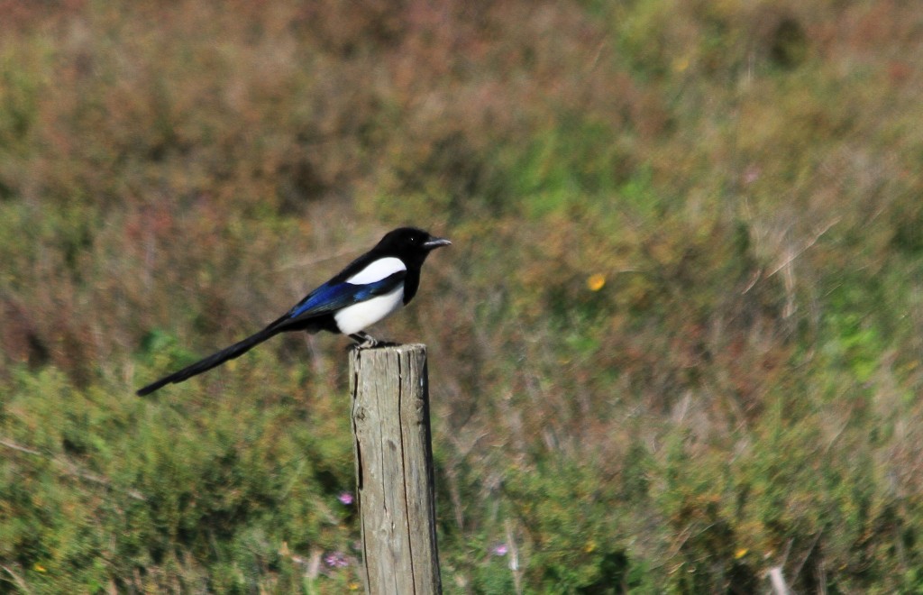 Wayside magpie, pica pica