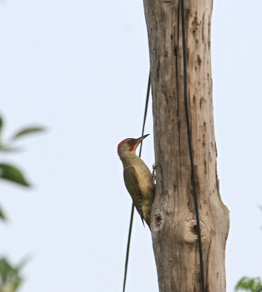 woodpecker,,es,picus viridis,,en,blackbird,,es,female,,es,turdus merula,,en, picus viridis
