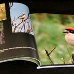 Interior Guía de iniciación a las pequeñas aves del bosque