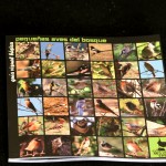 Guía visual de iniciación a las pequeñas aves del bosque