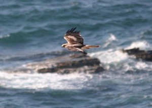 eagle in the narrow Gibraltar,es