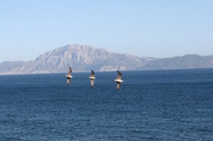 Three seagulls in the Strait of Gibraltar,es