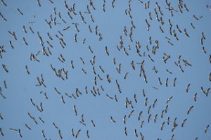 migración de cigueñas