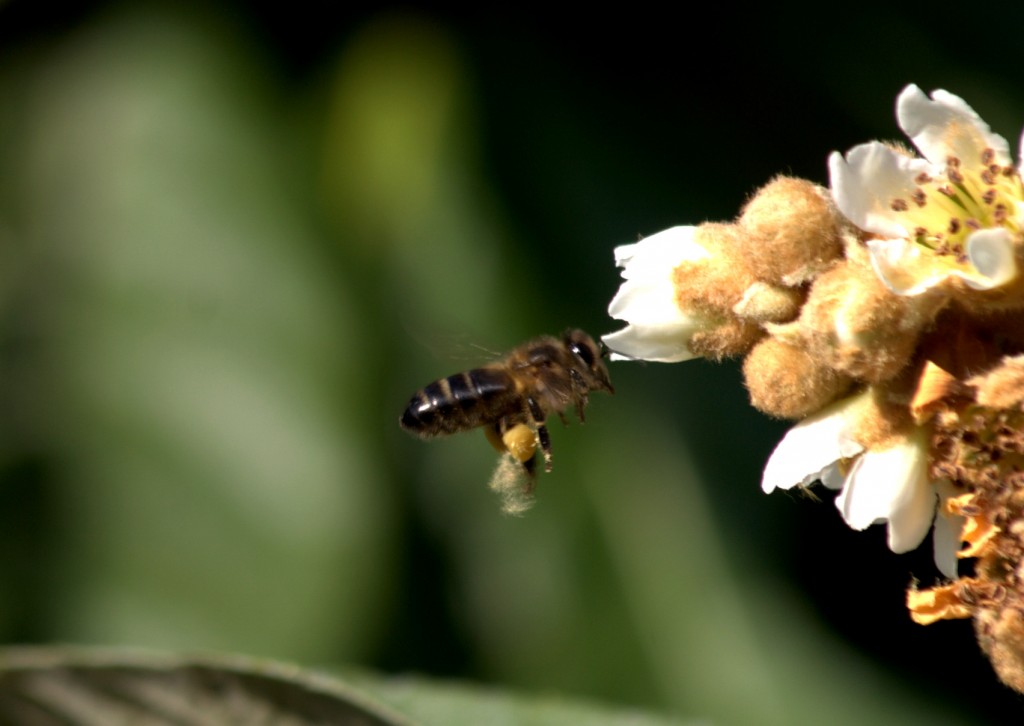 abeja y flor de nispero