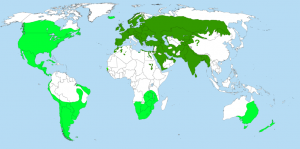 Mapa actual de distribución del gorrión. 