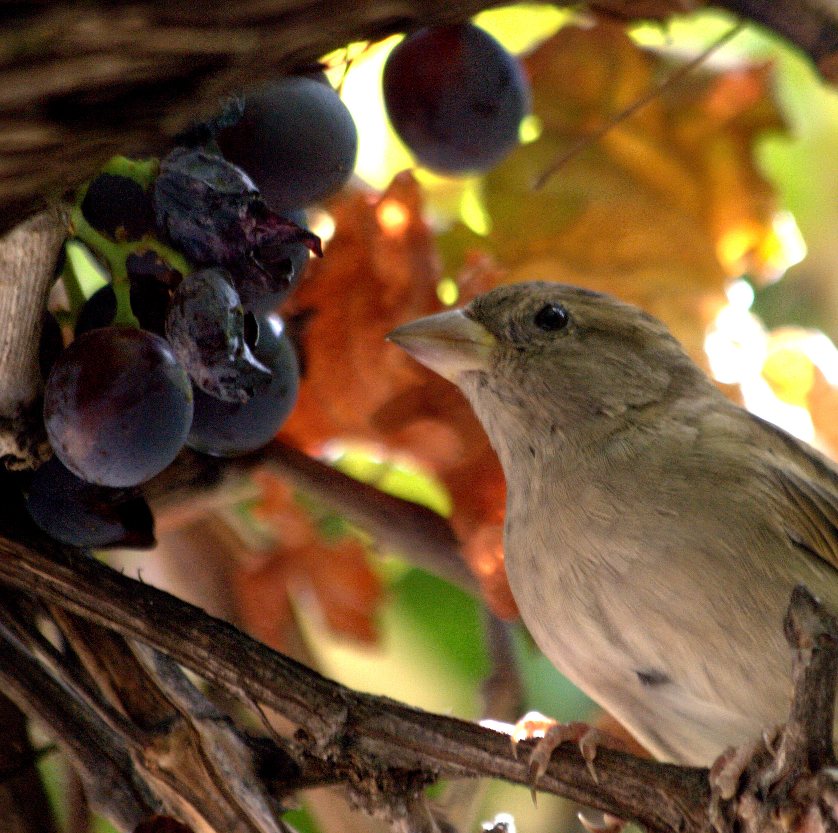 Gorrión común y uvas. Reparto las uvas con el gorrión, a cambio el elimina insectos.